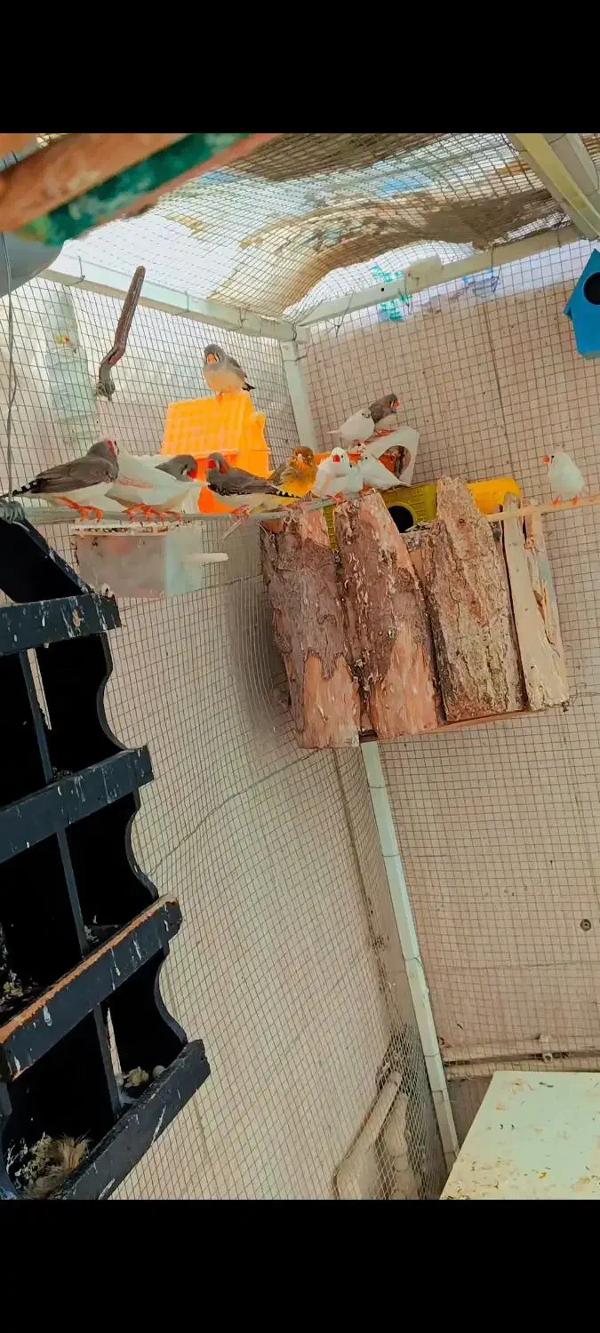 فنچ|پرنده|پارس‌آباد, |دیوار