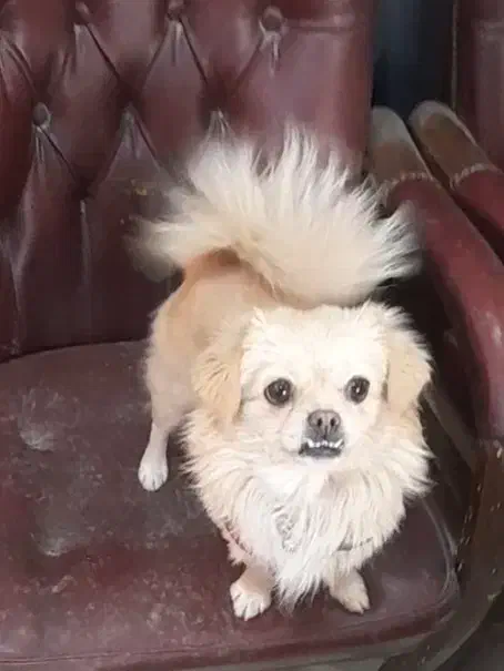 سک پامر|سگ|اصفهان, اندوان|دیوار