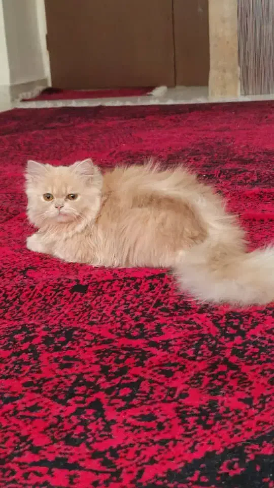 گربه پرشین ماده 6ماهه|گربه|بروجرد, |دیوار