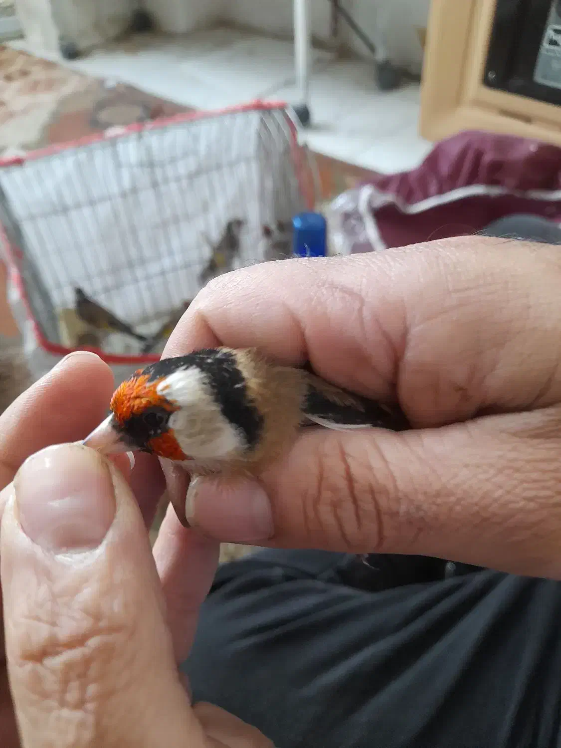 سهره های چارگل منطقه کردستان|پرنده|مشهد, رده|دیوار