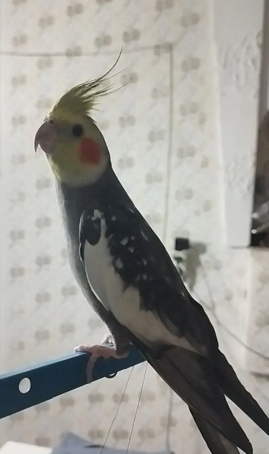 جفت عروس هلندی|پرنده|مشهد, شهید قربانی|دیوار