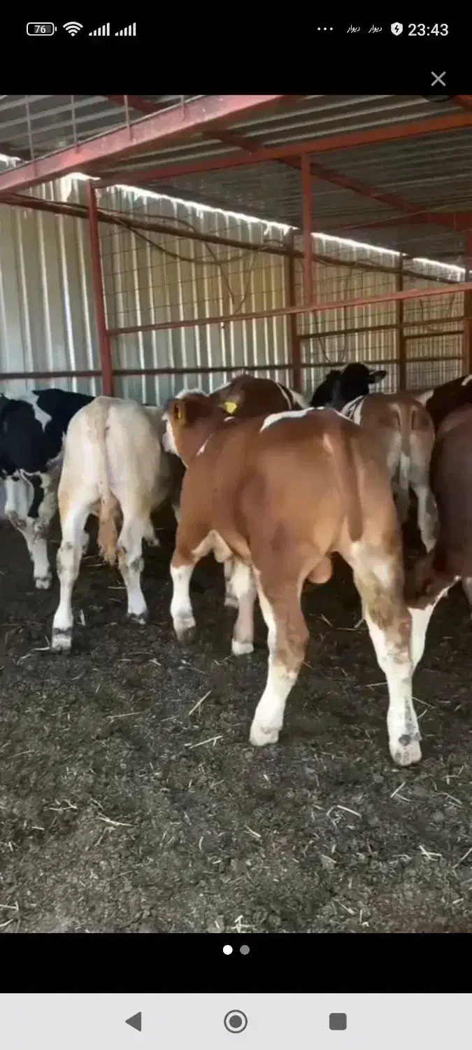 تنها تهیه کننده بهترین گوساله های توناژگیر|حیوانات مزرعه|تربت جام, جامرود|دیوار