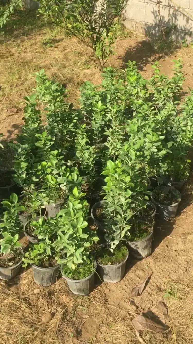 شمشاد طلایی در چند سایز|گل و گیاه طبیعی|نور, |دیوار