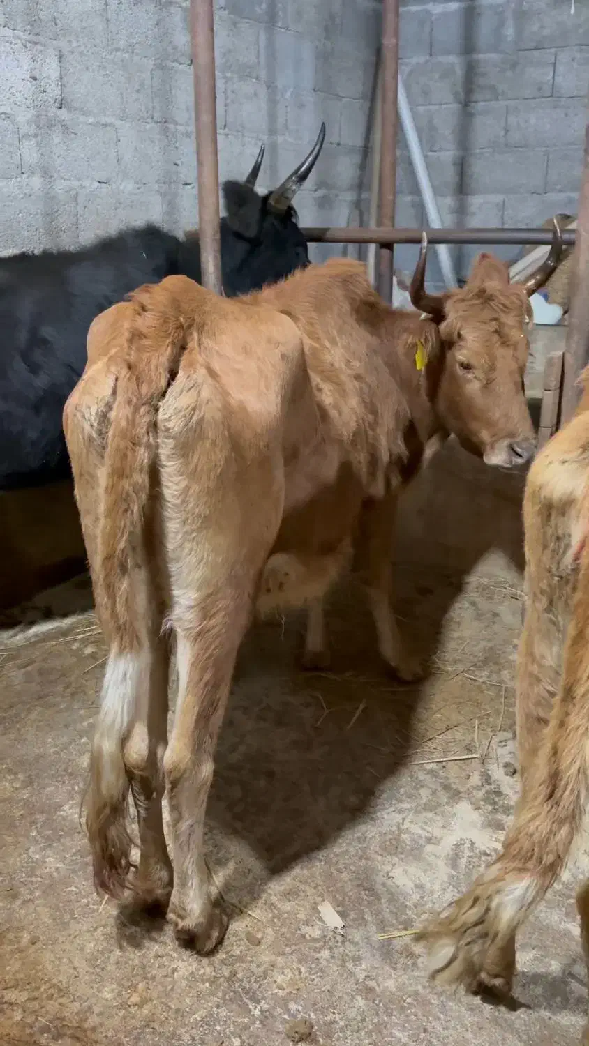 ۵ تا گاو حامله ۳ تا لیشه ۳تا ورزا کوله چالوسی مدیر|حیوانات مزرعه|کوچصفهان, |دیوار