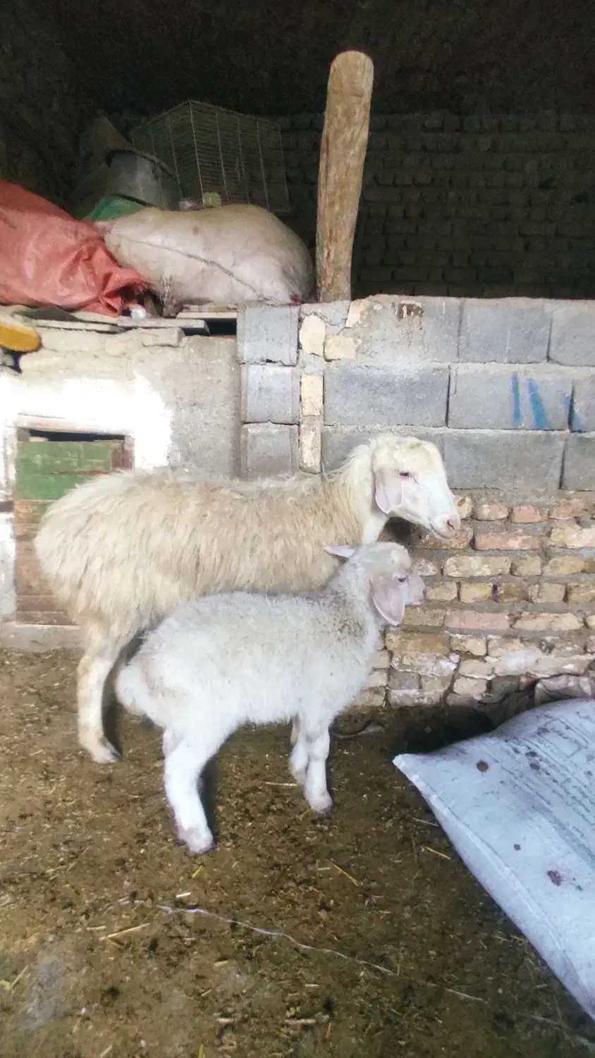 ی عدد میش بره دار جوان شکم اول|حیوانات مزرعه|شیروان (خراسان), |دیوار