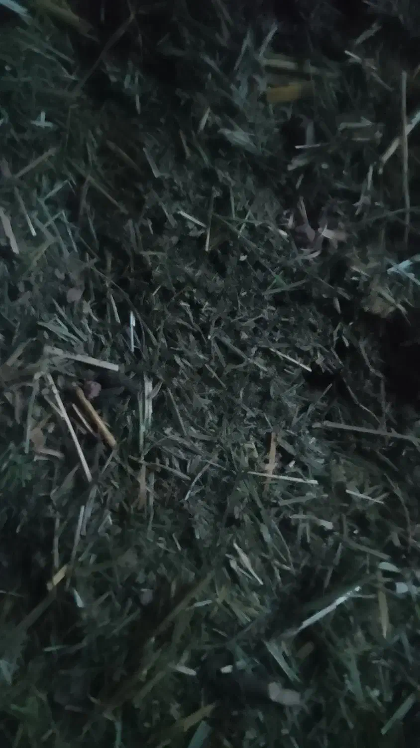 شبدر چین دو|گل و گیاه طبیعی|دورود, |دیوار