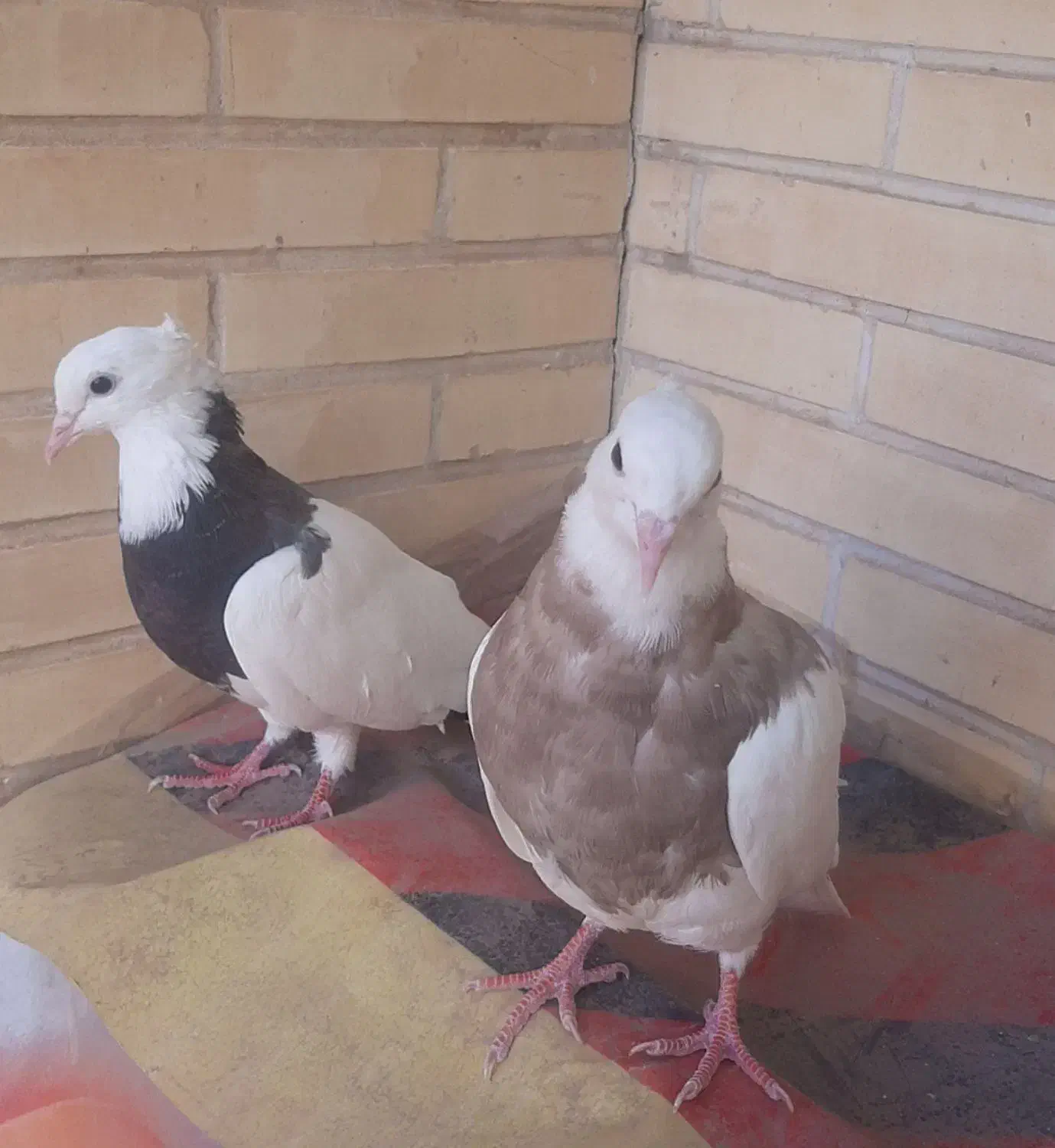 حراج کفتر|حراج|یزد, |دیوار