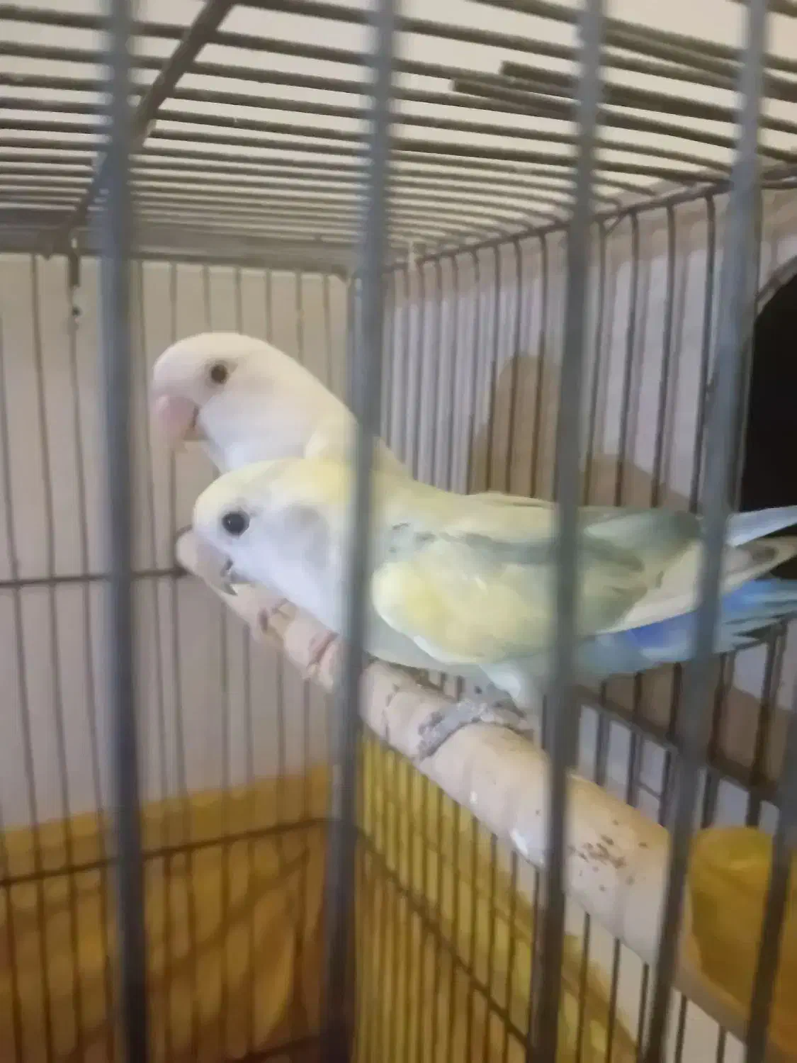 عروس کوتوله|پرنده|مشهد, نیزه|دیوار