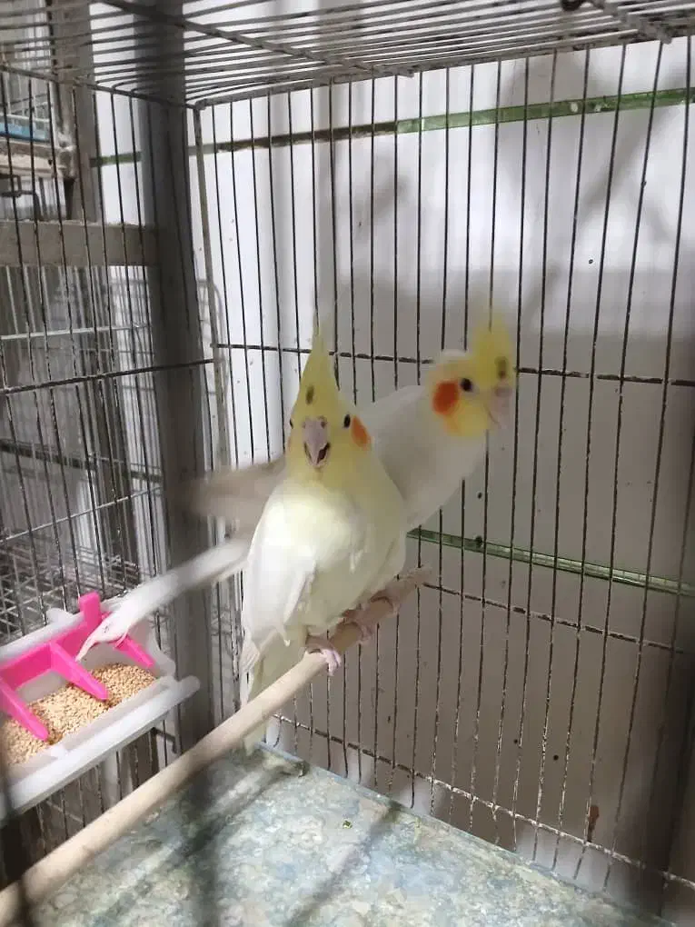 انواع قناری مرغ و کبوتر|پرنده|خمینی‌شهر, |دیوار