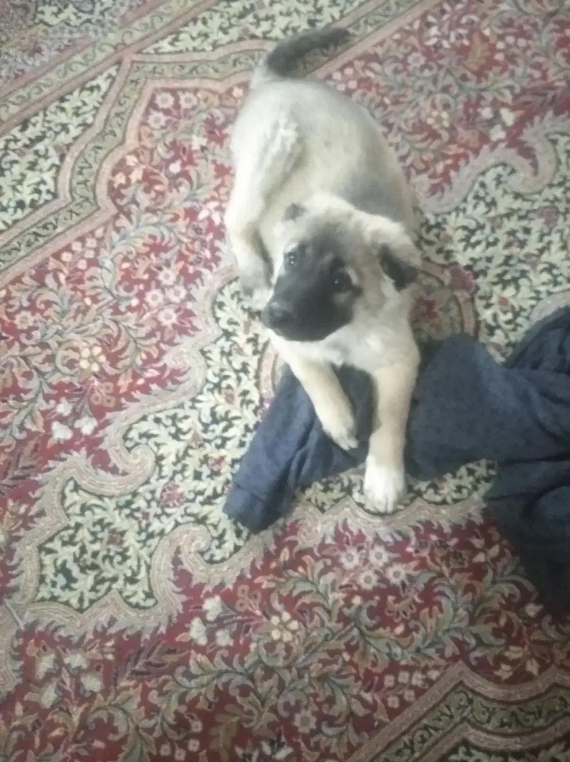 توله سه ماهه|حیوانات|شیروان (خراسان), |دیوار