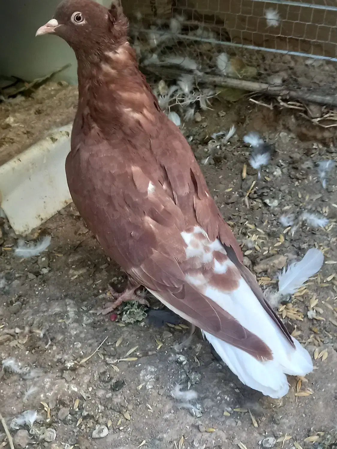 کفتر گلی کبوتر گلی کلایی پالخت|پرنده|بافت, |دیوار