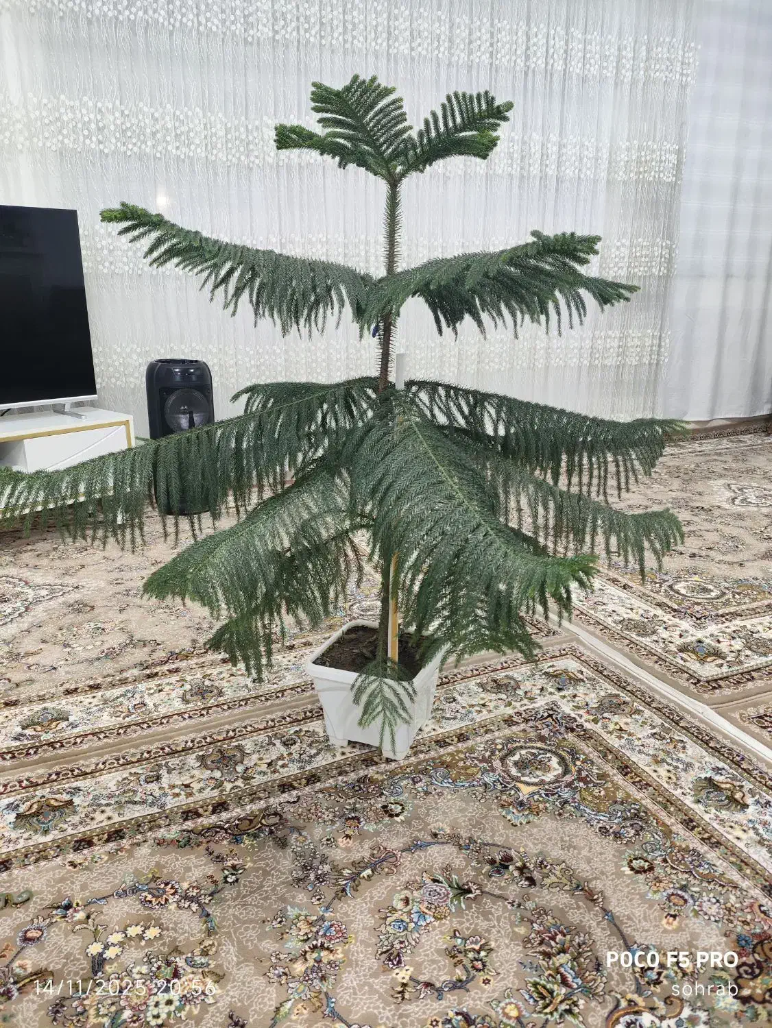 گل  کاج|گل و گیاه طبیعی|مهاباد (آذربایجان غربی), |دیوار