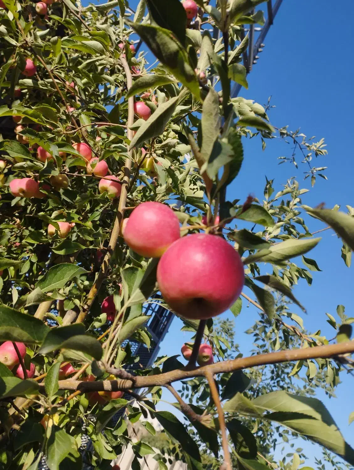 زمین کشاورزی|اجارهٔ دفتر صنعتی، کشاورزی، تجاری|زنجانرود, |دیوار