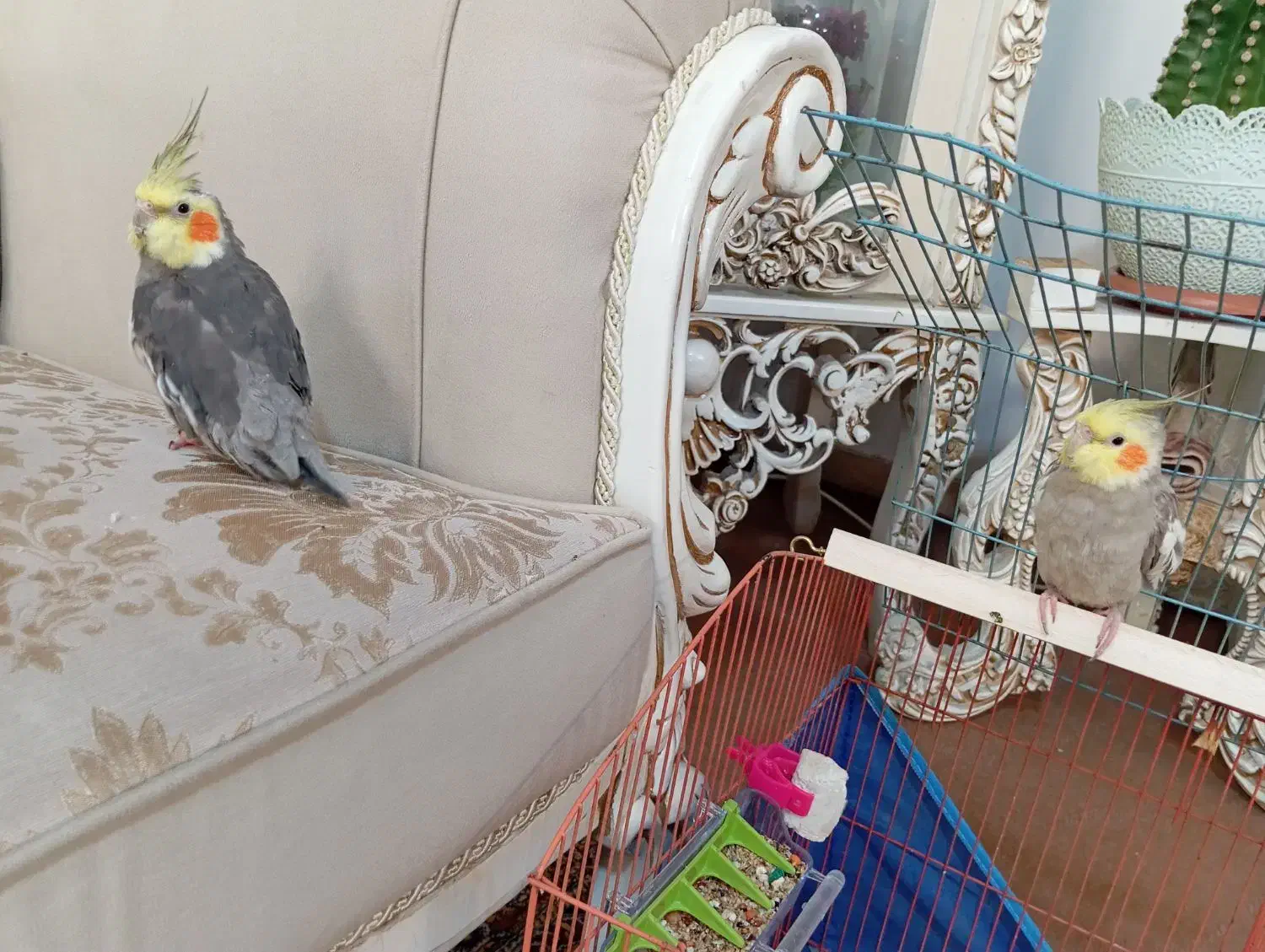 عروس هلندی|پرنده|اردبیل, |دیوار