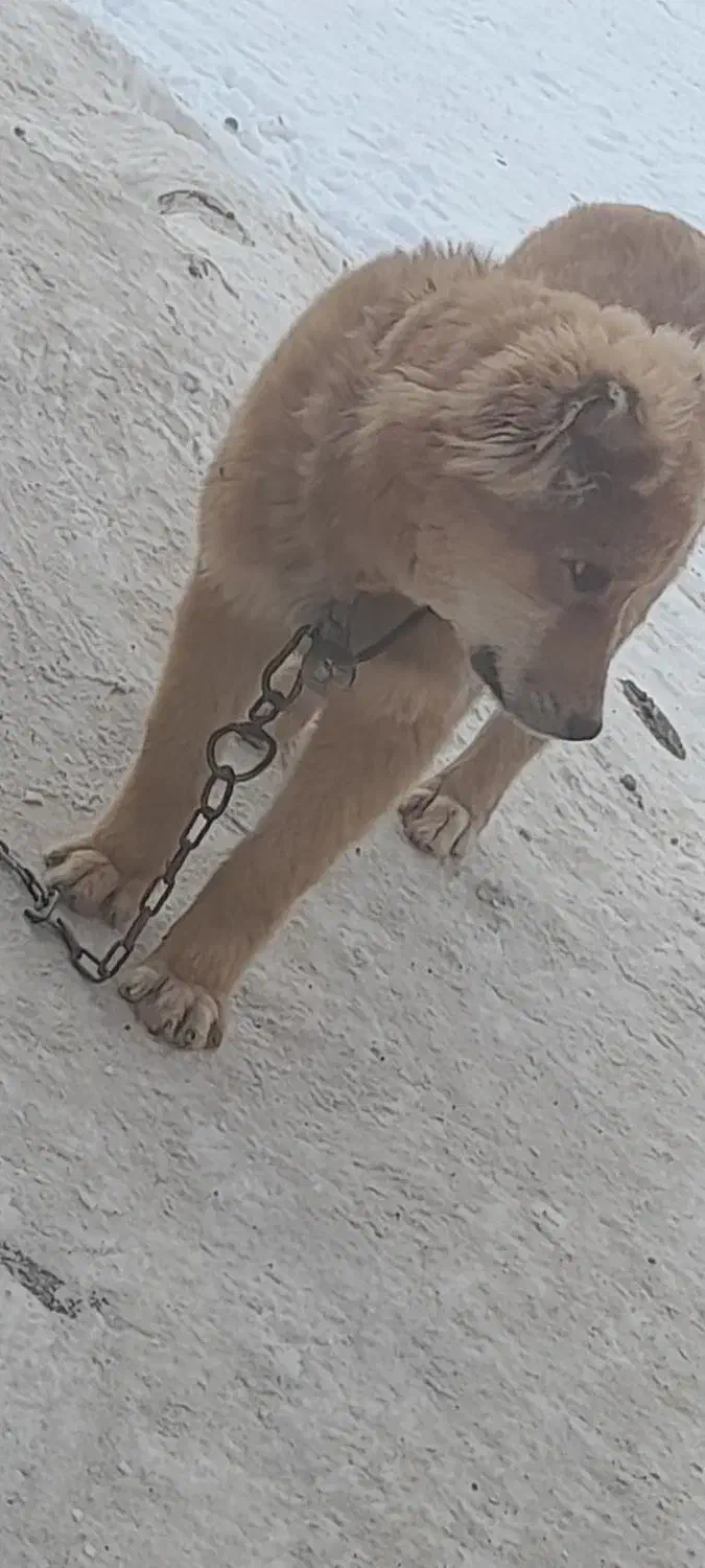 توله سرابی|سگ|بستان آباد, |دیوار