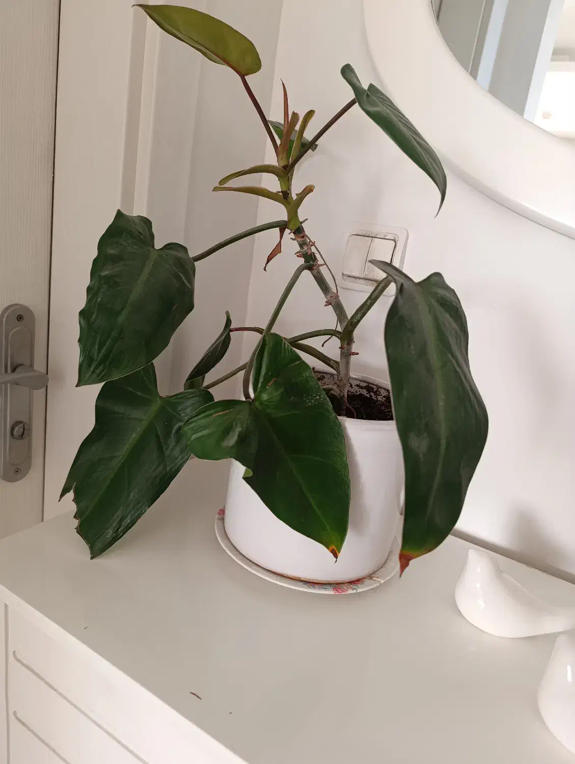 گل طبیعی|گل و گیاه طبیعی|تهران, افسریه شمالی|دیوار