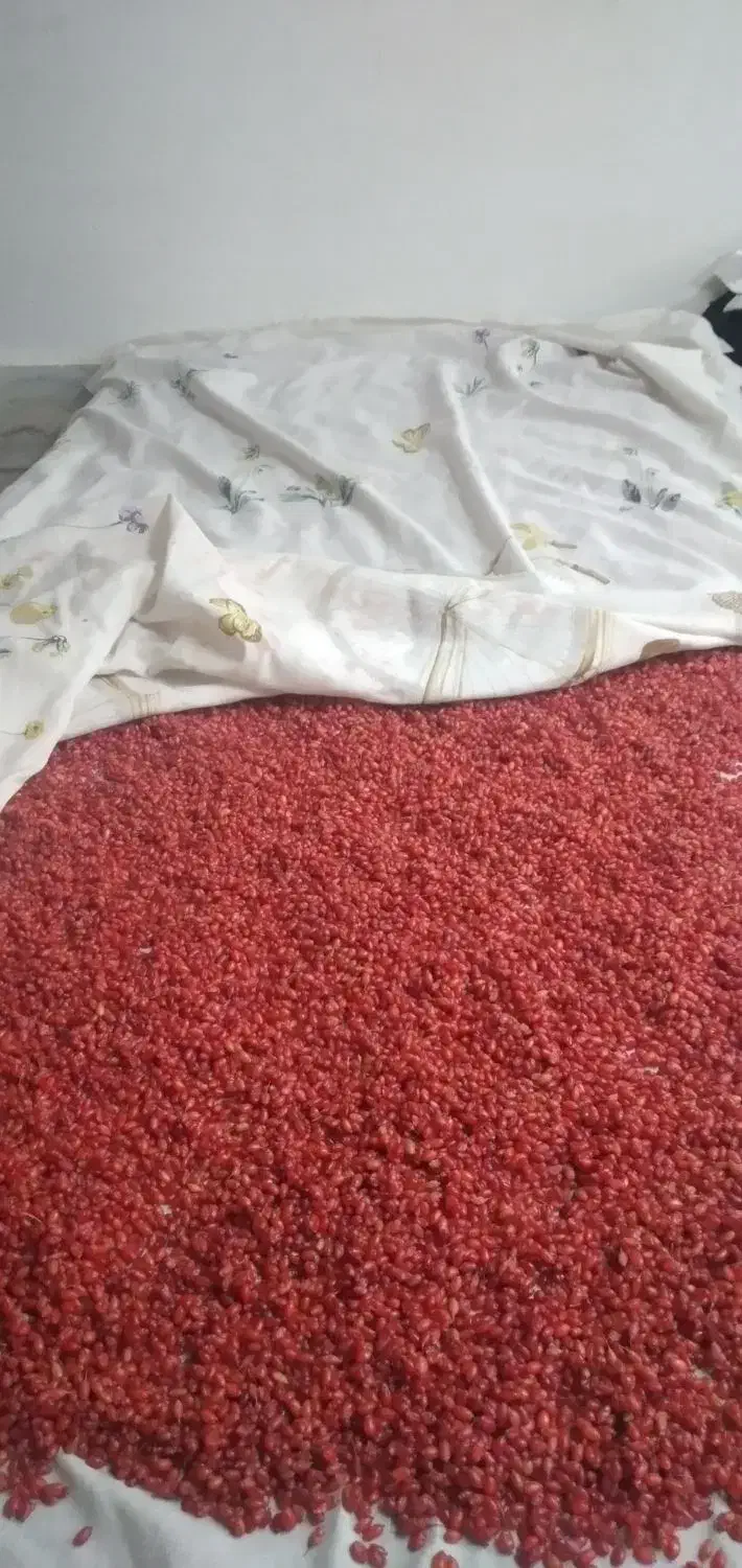 زرشک تازه نیمه خشک|خوردنی و آشامیدنی|میمه, |دیوار