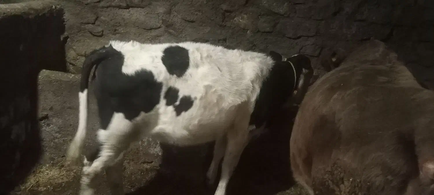 گوساله ماده|حیوانات مزرعه|سارال, |دیوار