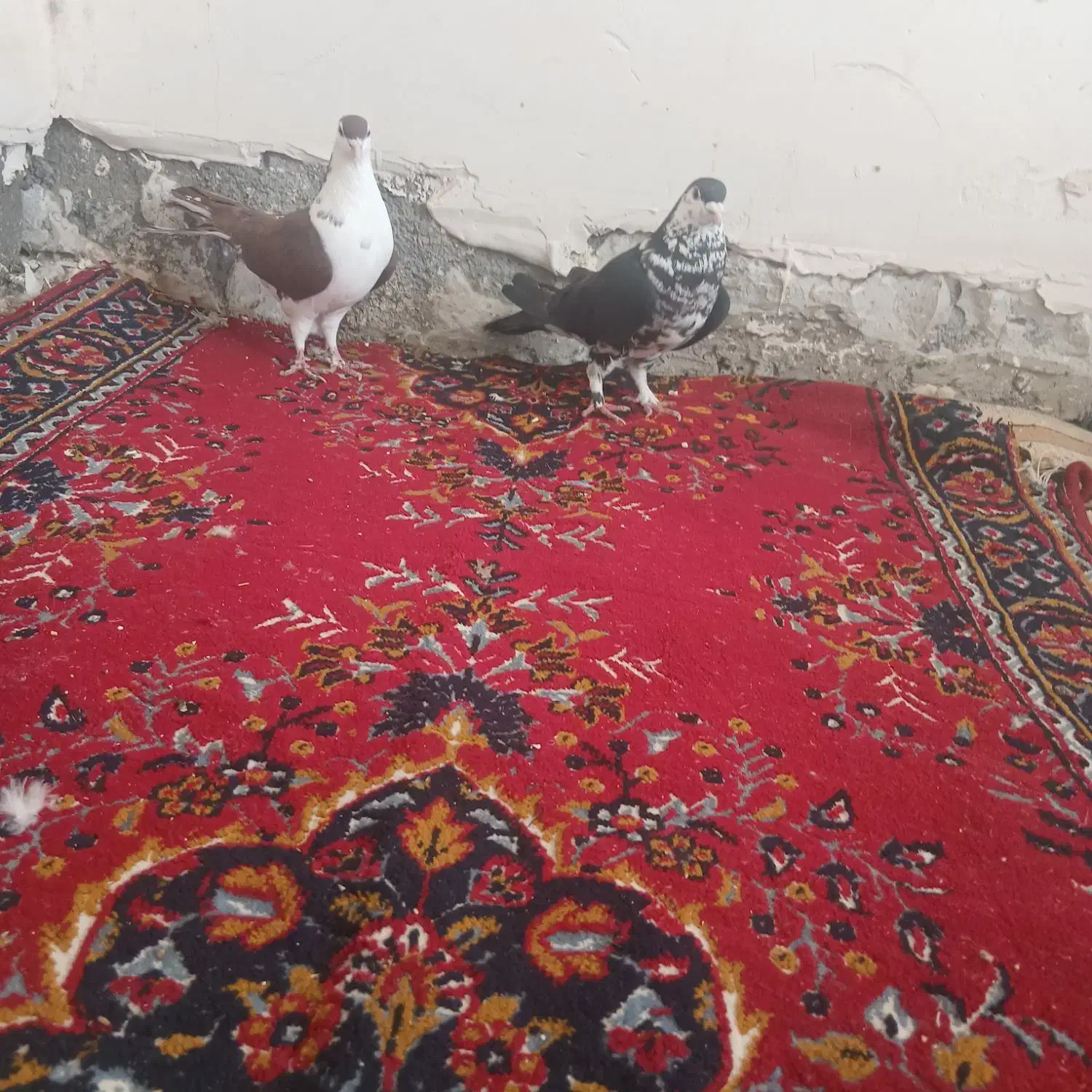 ساده|پرنده|شاندیز, |دیوار