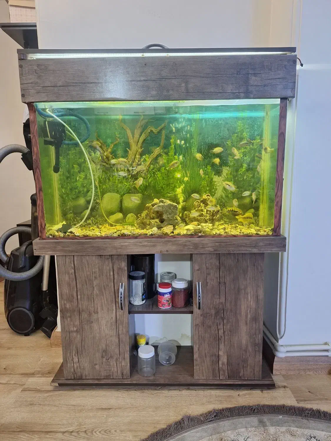 آکواریوم|ماهی|کرج, کوی امامیه|دیوار