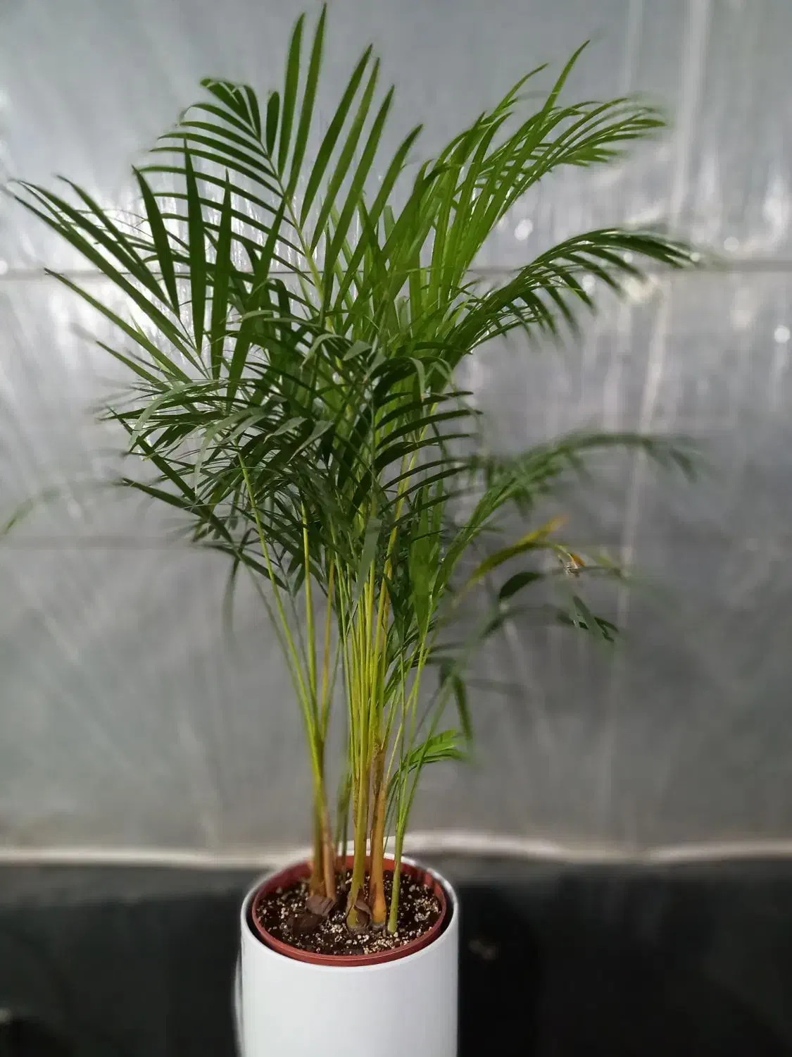 نخل اریکا در گلوریا|گل و گیاه طبیعی|قم, پردیسان|دیوار