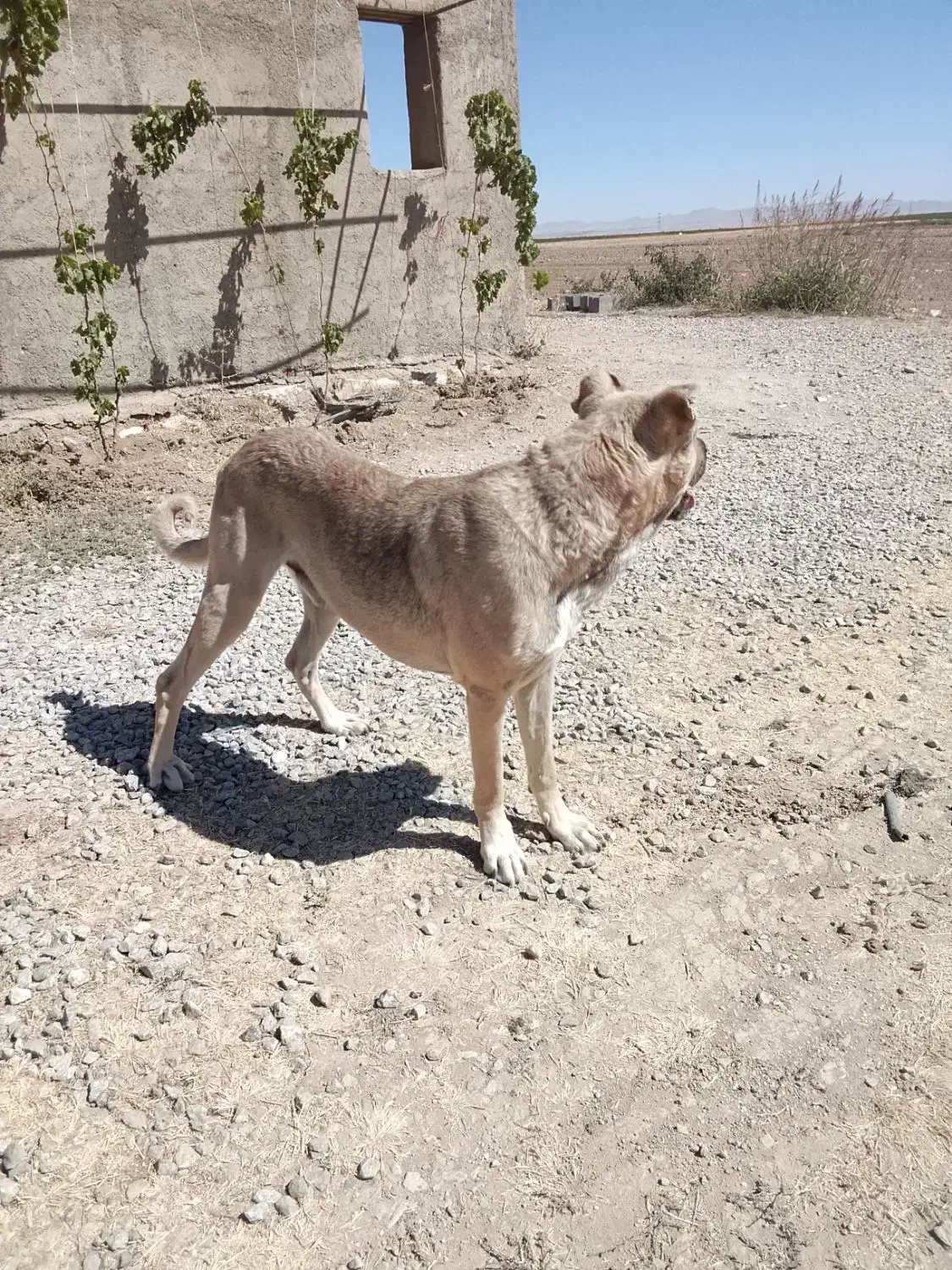 سگ نگهبان سراب|سگ|قروه, |دیوار