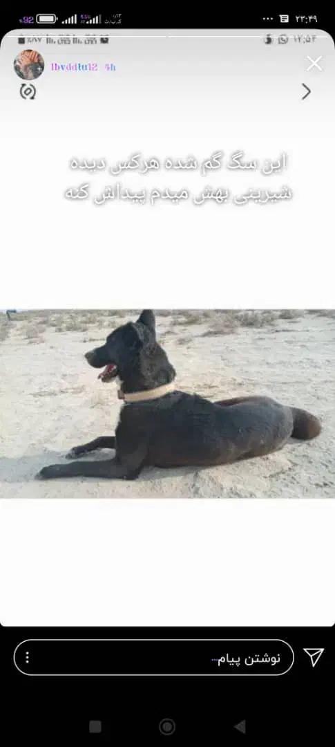 سگ گمشده|حیوانات|هیرمند, |دیوار