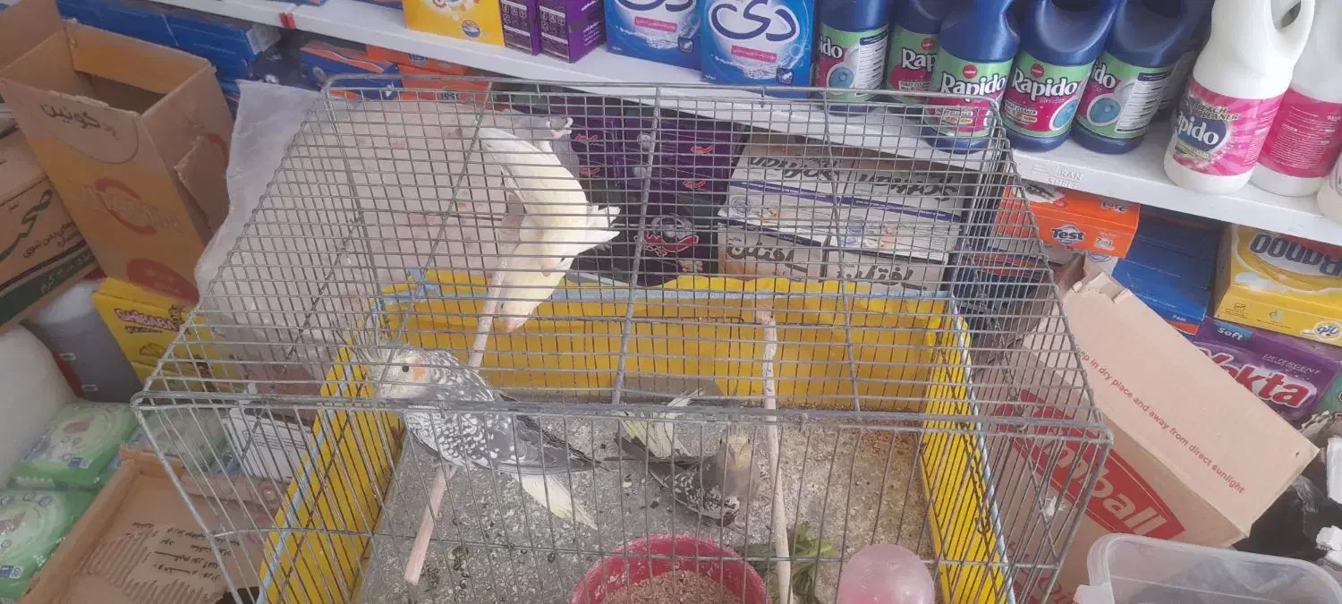 کوتوله و عروس هلندی|پرنده|فارسان, |دیوار