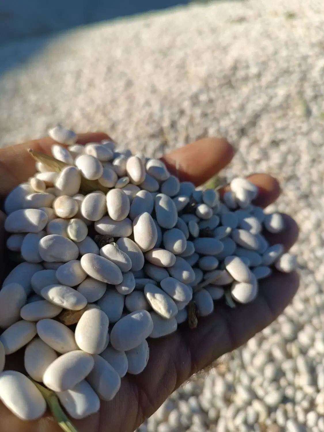 لوبیا سفید درجه یک|خوردنی و آشامیدنی|نهاوند, |دیوار