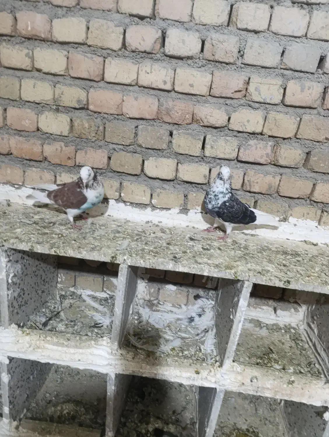 کفتر|پرنده|بروجرد, |دیوار