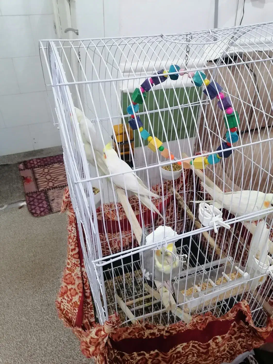 عروس هلندی|پرنده|سعدآباد, |دیوار