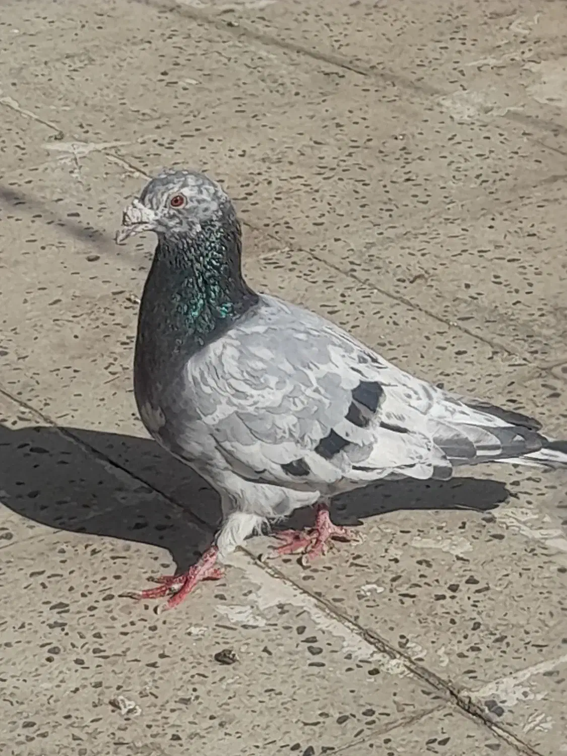 کبوتر کوهی و مگزی|پرنده|همدان, |دیوار