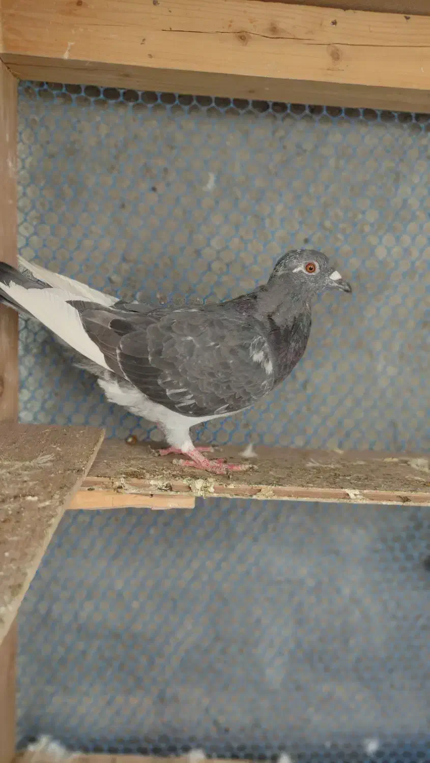 تعدادی کبوتر غریب|پرنده|مشهد, امیرآباد|دیوار