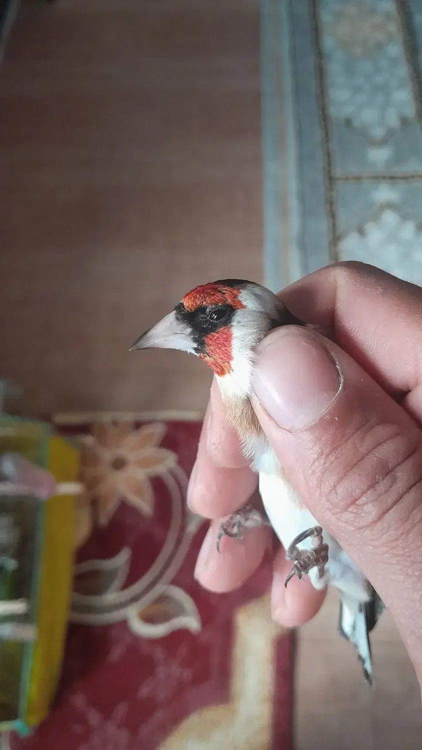 سهره چونه سفیدنر خاص|پرنده|پارس‌آباد, |دیوار