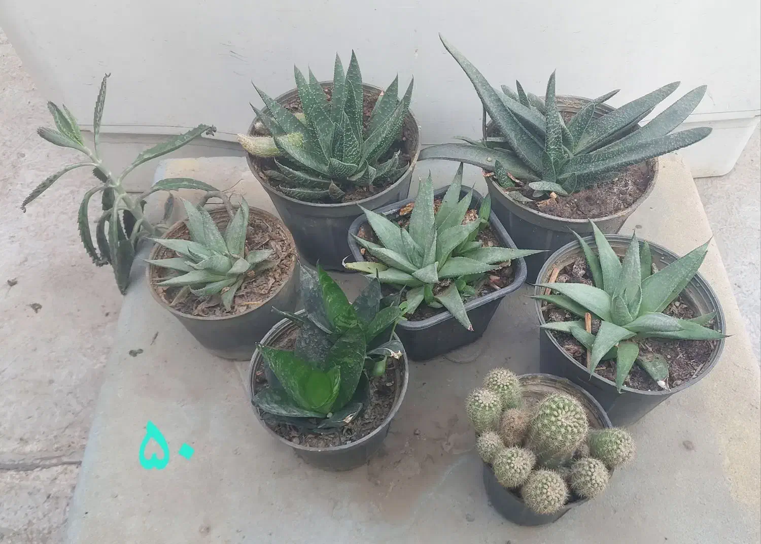 فروش تعدادی کاکتوس|گل و گیاه طبیعی|بهارستان, |دیوار