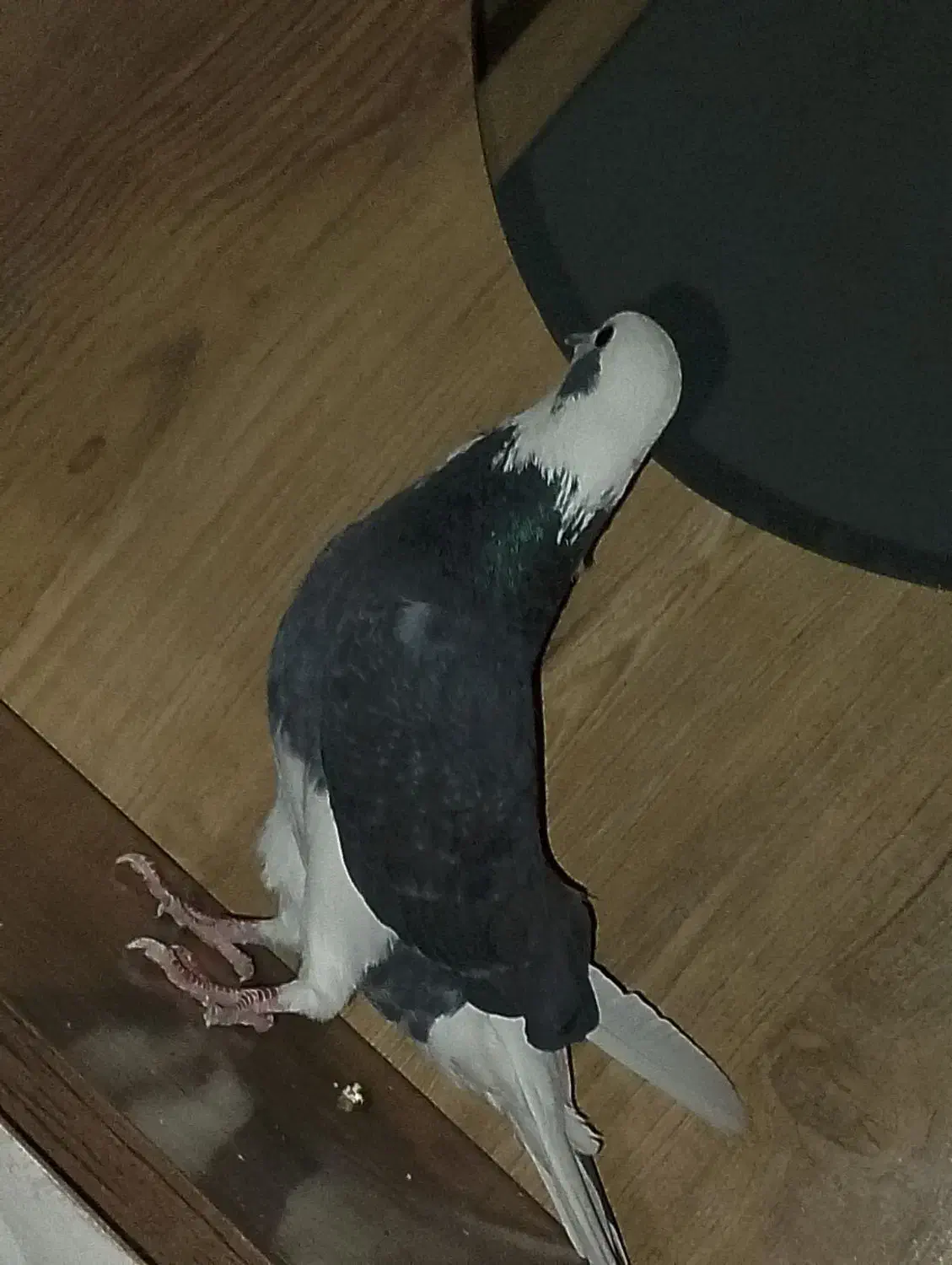 شازده کاشانی پرشی|پرنده|جیرفت, |دیوار