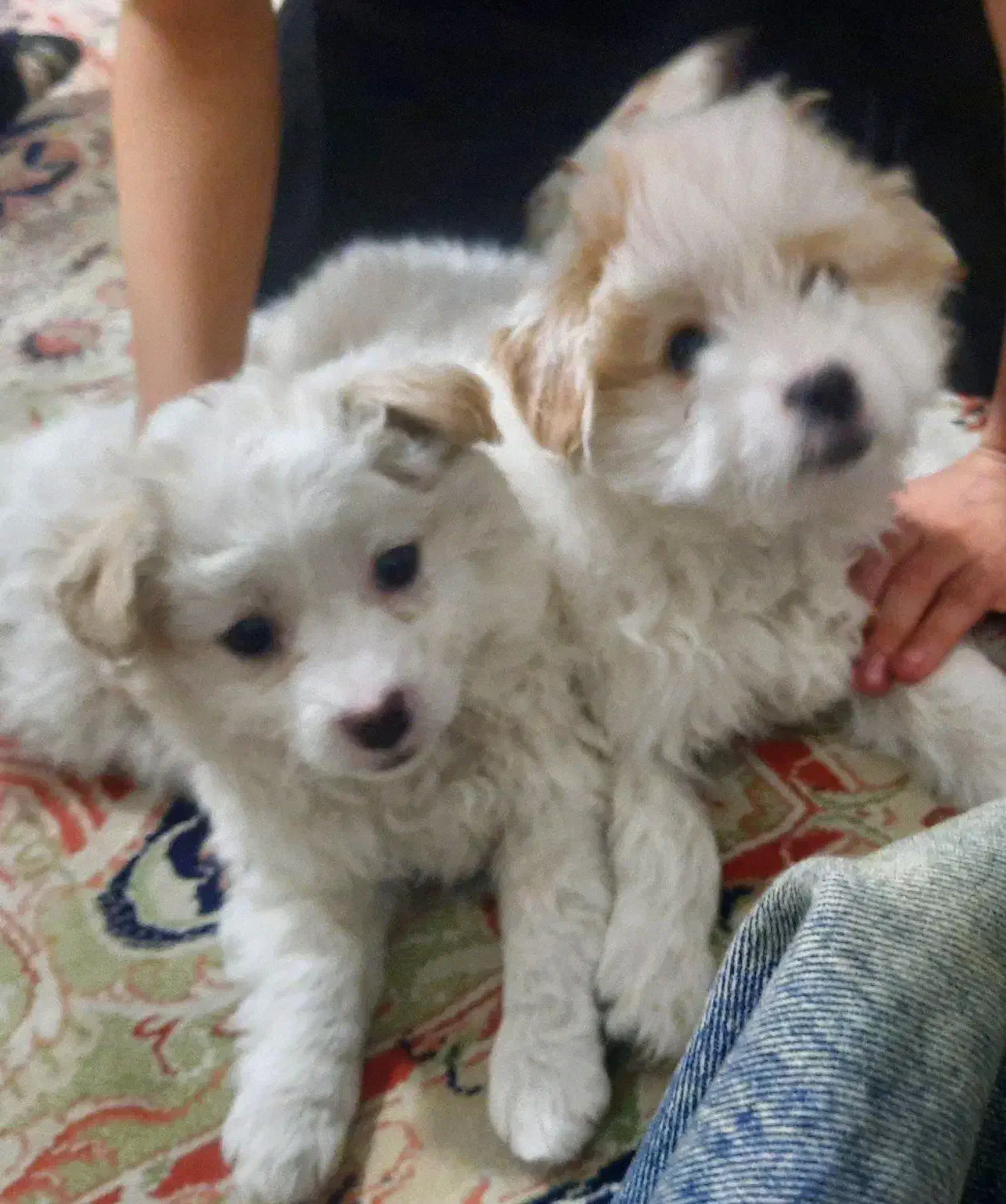 حیوانات|سگ|شهر ری, هاشم‌آباد|دیوار