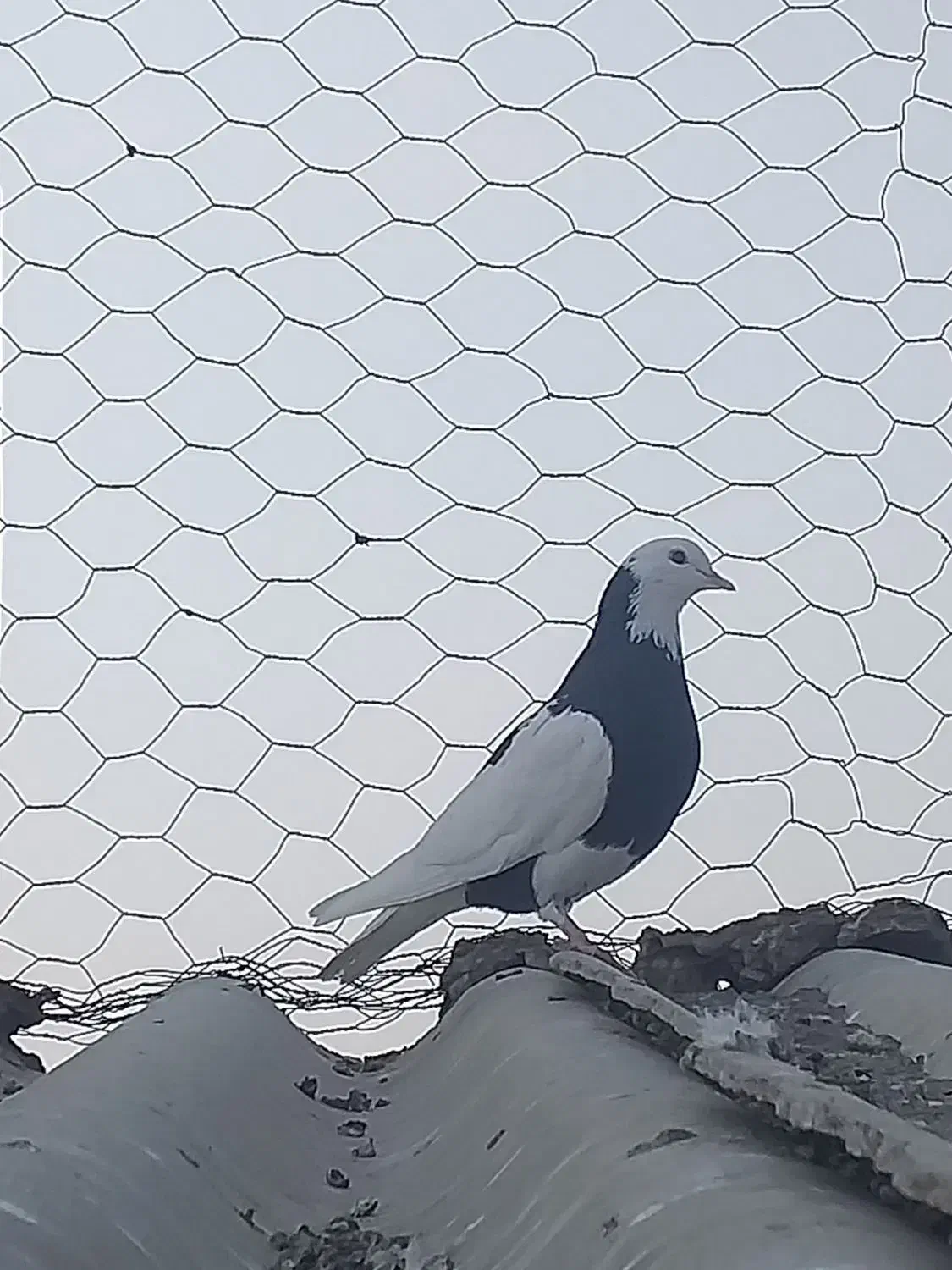 کبوتر بلند پرواز|پرنده|قرچک, مهدیه|دیوار