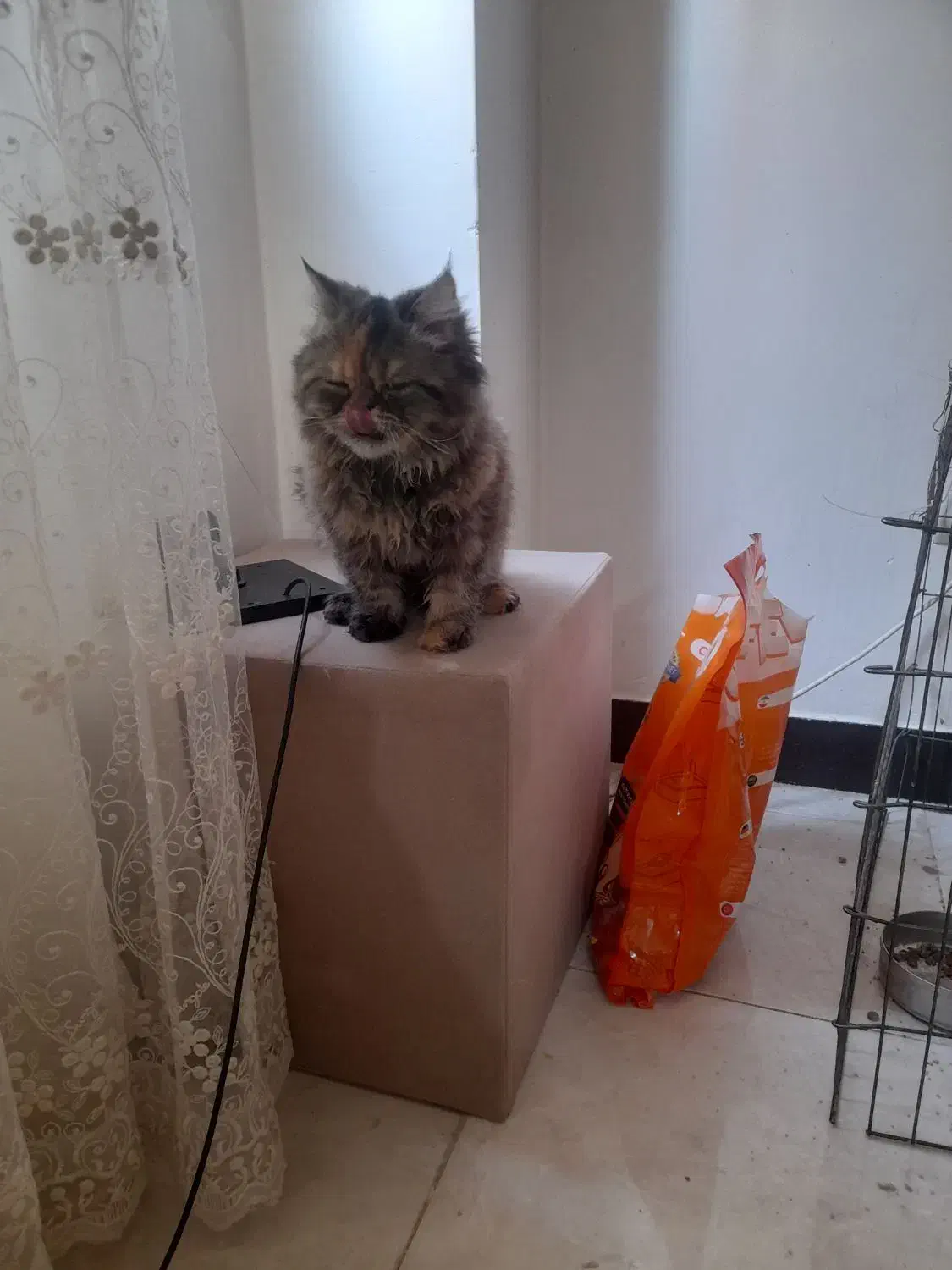 گربه پرشین|گربه|اشتهارد, |دیوار