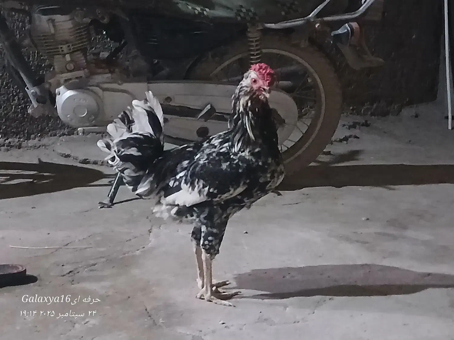 فرش|فرش|سامن, |دیوار