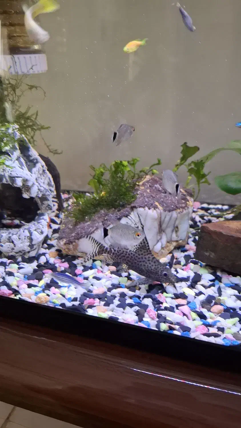 کت فیش|ماهی|فردیس, سرحدی|دیوار