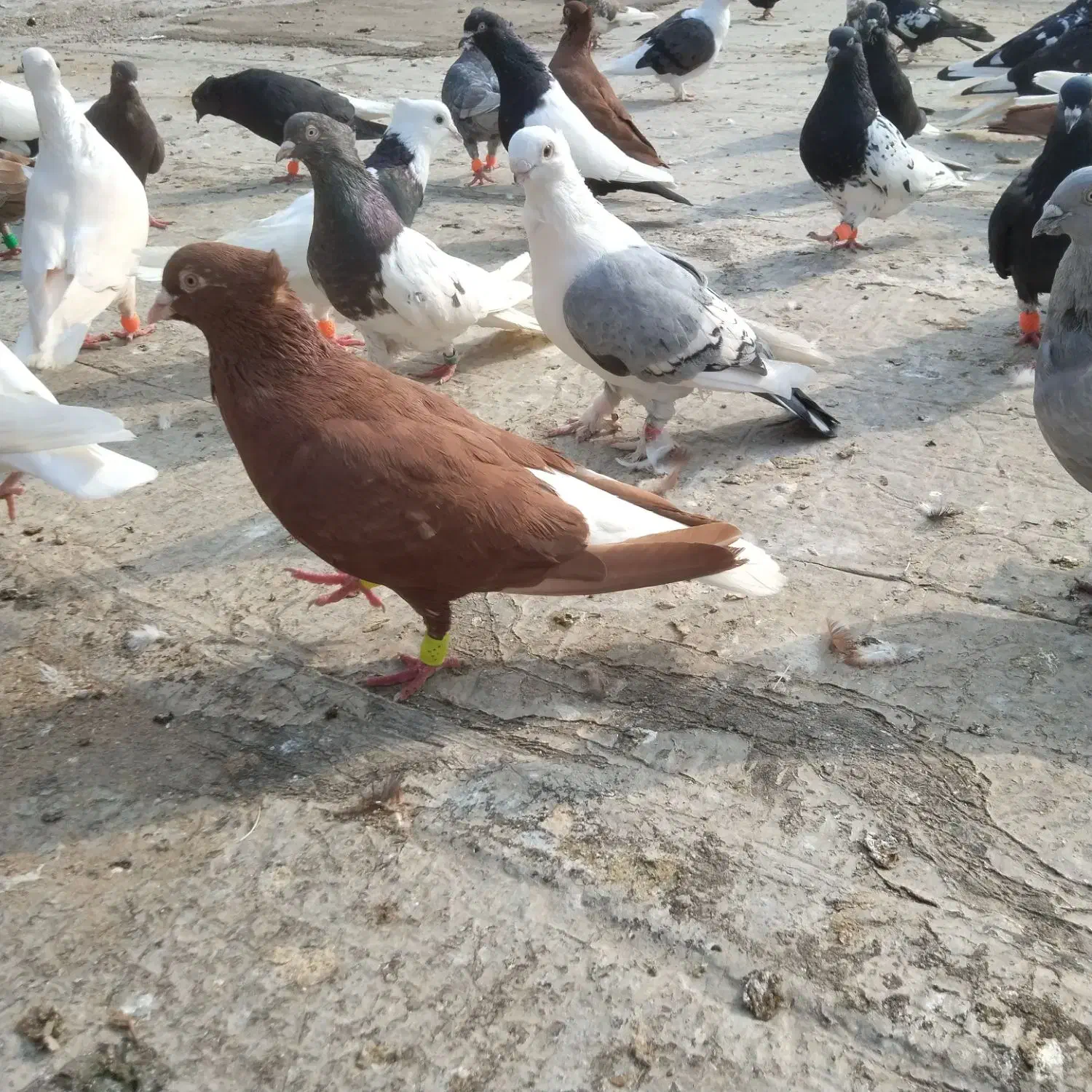 کبوتر دم سفید|حیوانات|اهواز, کوی ملی راه|دیوار