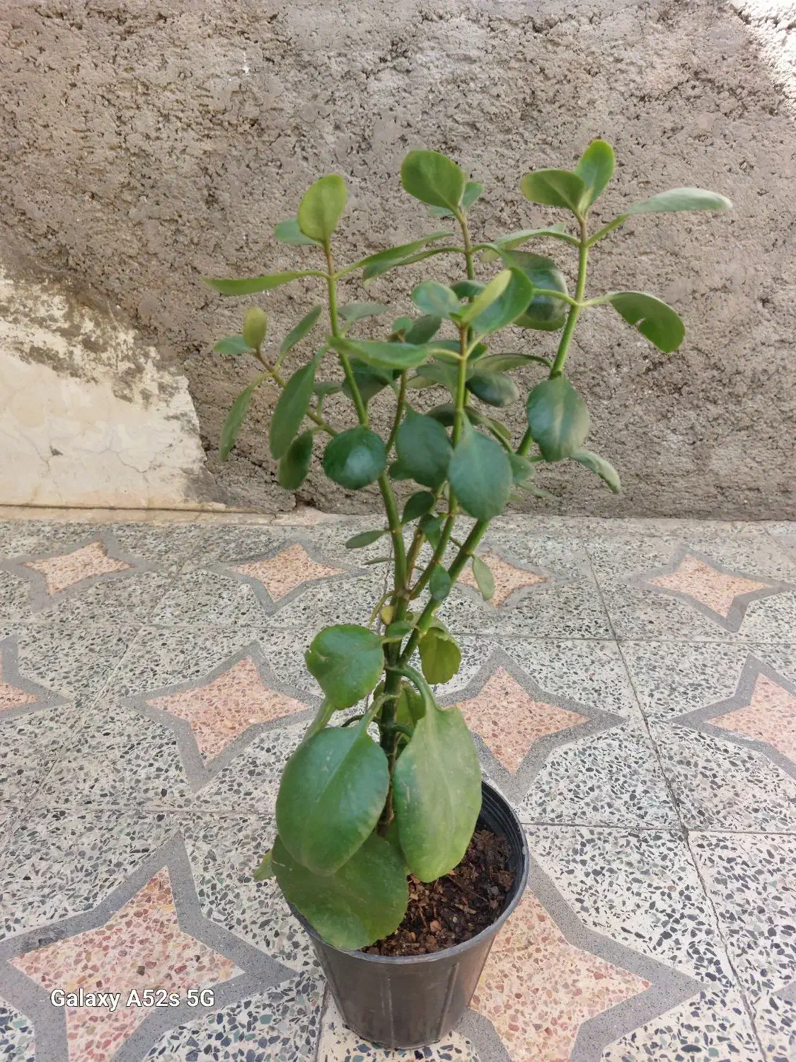 گل طبیعی خانگی|گل و گیاه طبیعی|الوند, |دیوار