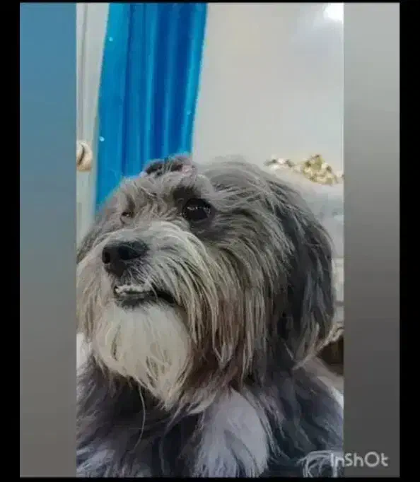 شیتزو نر تقریبا ا ساله|سگ|باسمنج, |دیوار