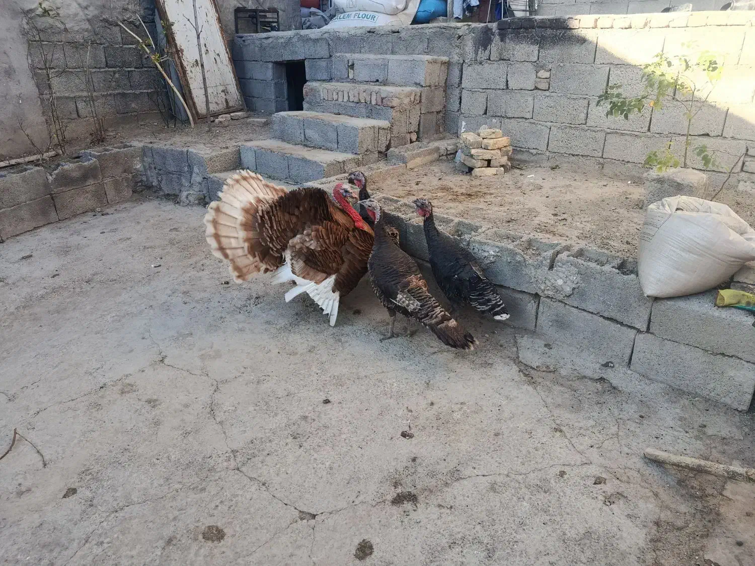 بوقلمون|پرنده|سرعین, |دیوار