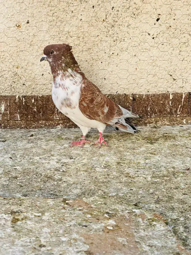 کبوتر|پرنده|علی‌آباد کتول, |دیوار