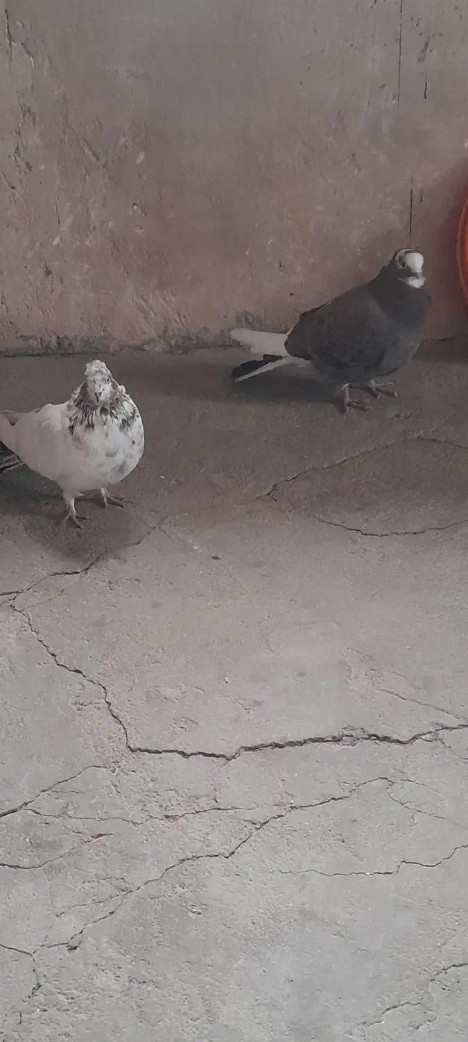 کبوتر کاکولی به فروش میرسد|پرنده|روانسر, |دیوار