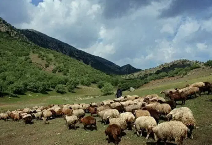 خر ی دار میش داشتی|حیوانات مزرعه|بجنورد, |دیوار