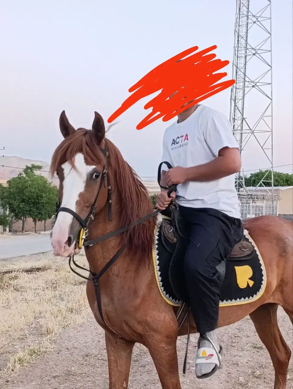 مادیان پرخون|اسب و تجهیزات اسب‌سواری|قیدار, |دیوار