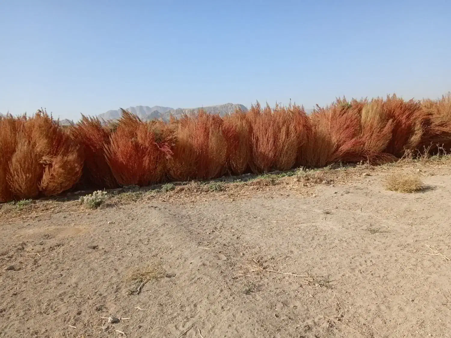 جارو شهرداری خشک|لوازم نظافت|پیر بکران, |دیوار